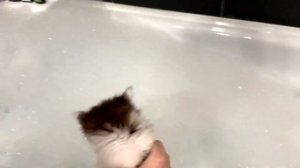 Котенок Тишка первый раз МОЕТСЯ / Как Правильно Мыть Маленьких Котят и Котов/Детский канал про Кота