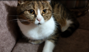 Отдыхаем с Британским котом.