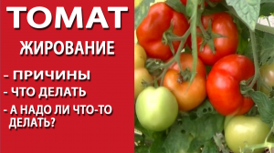 Томат. Жирование, причины, что делать. Мой способ борьбы с жированием томатов в моей теплице.