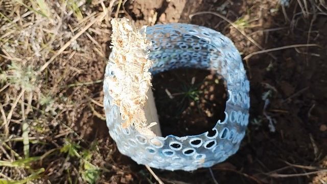 Выращивание корейского кедра из семян. Этап 4, после зимы. смотреть онлайн