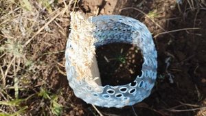 Выращивание корейского кедра из семян. Этап 4, после зимы.