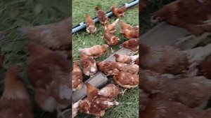 Пастбищные Куры-Несушки.