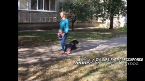 Как дрессировать ротвейлера дома? Как правильно воспитывать ротвейлера?