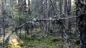 Промысловая охота! Нашел берлогу! Добыл глухаря!