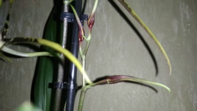 Містична Орхідея Павук Брассія смотреть онлайн