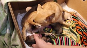 Первые роды у нашей чихуахуа