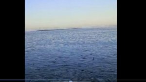 Сельдь пришла на нерест. Камчатка.mp4