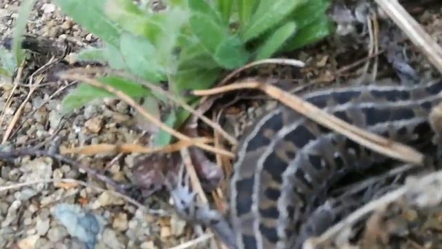 Хозяйка медной горы. С. Долгодеревенское, 18.06.2018г смотреть онлайн