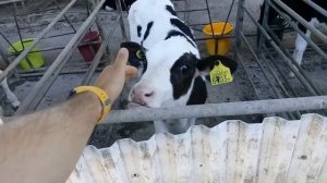 КОРОВЫ. ФЕРМА В ИЗРАИЛЕ. КОРОВНИК. COW FARM IN ISRAEL