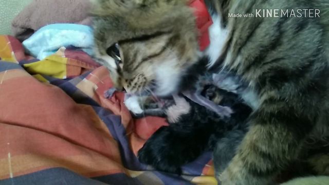 Наконец-то, на белый свет появился четвертый, самый светлый котёнок! Надеемся, что этот последний.) смотреть онлайн