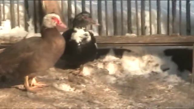 Северокавказская бронза, серебро и палевая индейка // Секреты хороших урожаев. смотреть онлайн