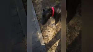 18+Вязка питбуля