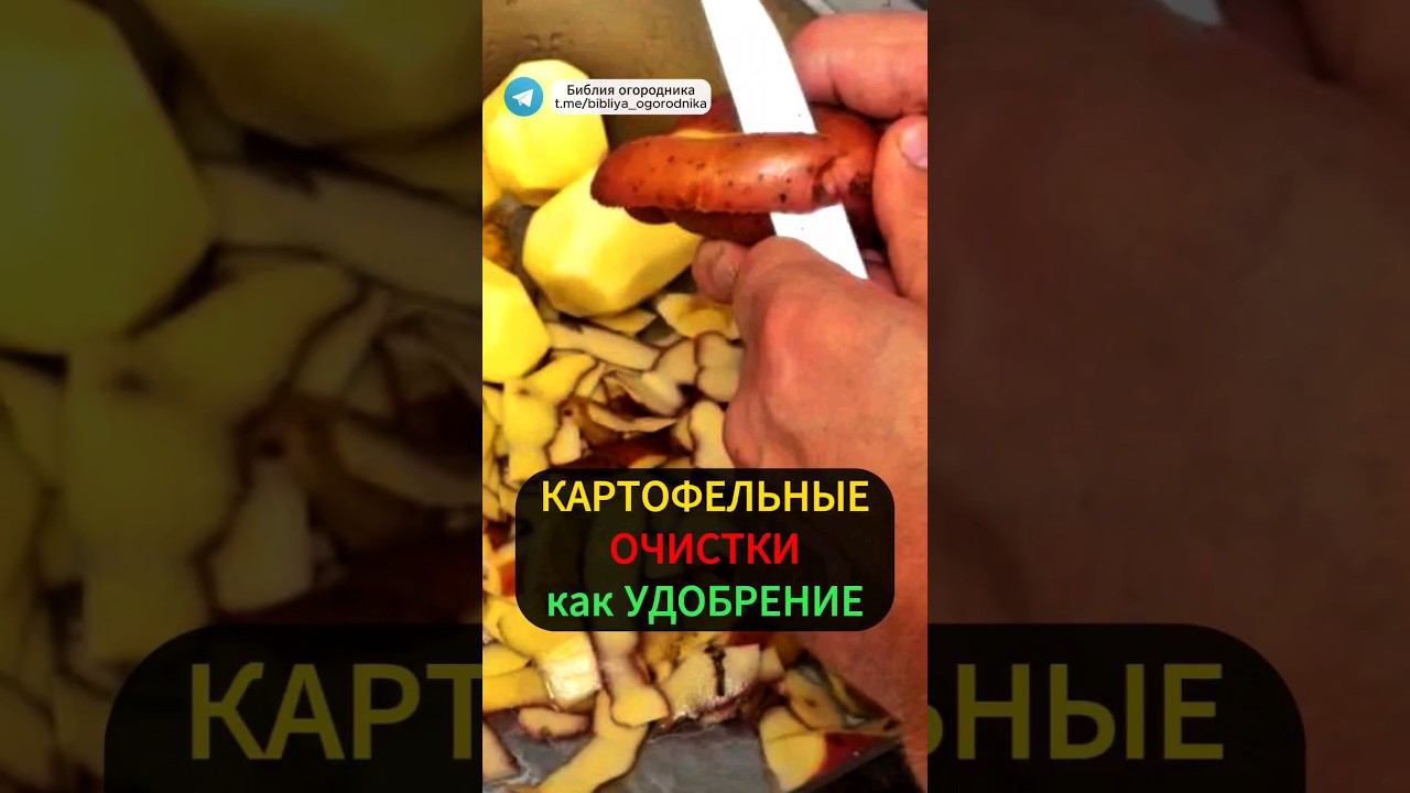 Как сделать удобрение из картофельных очисток: повышаем урожайность почвы #огород #урожай #удобрение