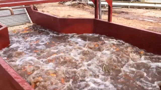 Приемка и мойка Моркови - оборудование для производства смотреть онлайн