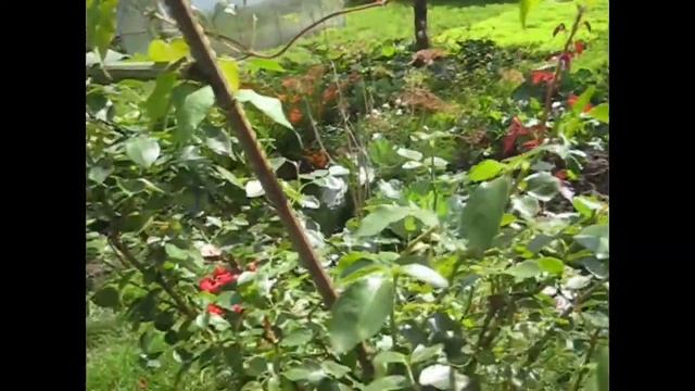 Курам огурцы/ По огороду смотреть онлайн