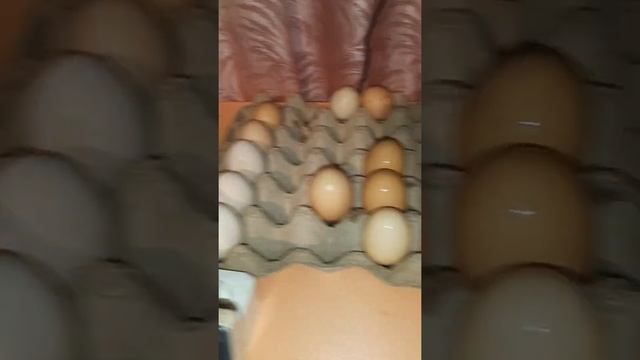 Обработка яиц перед закладкой в инкубатор.