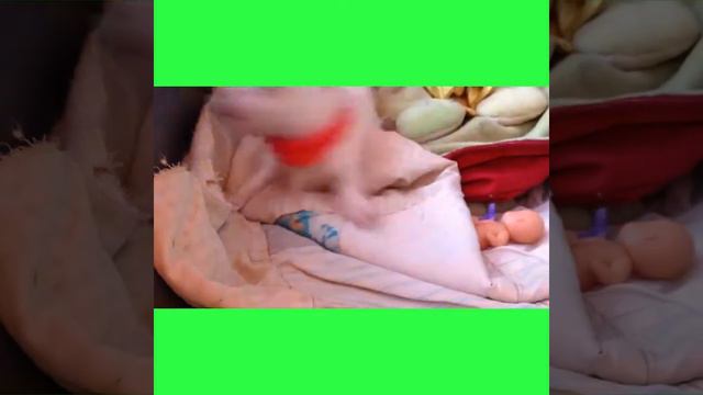 Экскурсия в жизнь чихуахуа