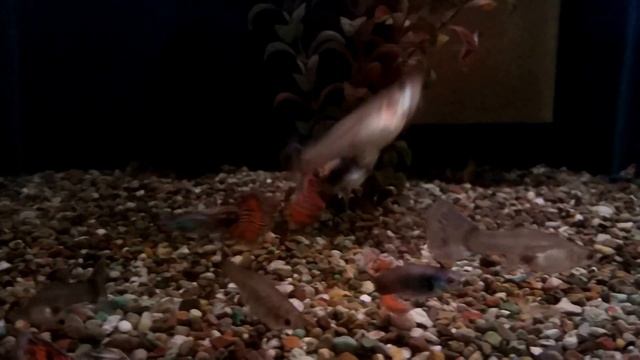 Гуппи "Московская гвоздика" смотреть онлайн