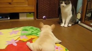 Первая охота на кота