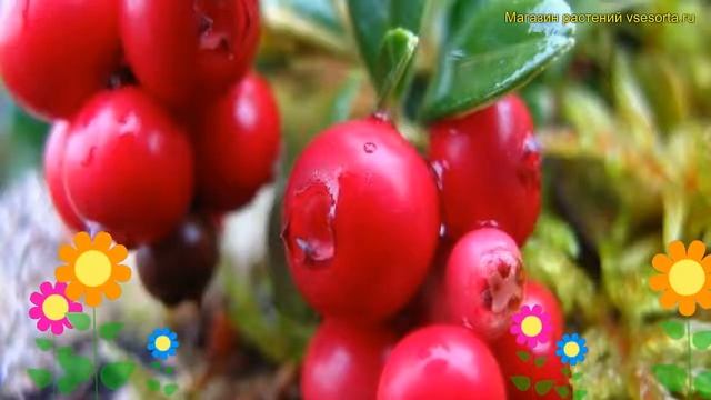 Брусника обыкновенная. Краткий обзор, описание характеристик vaccinium vitis-idaea Red pearl смотреть онлайн