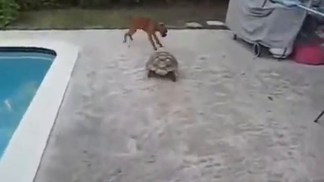 Черепаха и собака. смотреть онлайн