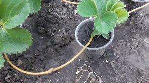 Делаем Рассаду клубники с закрытой корневой системой