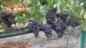 Виноград Подснежник на участке Пузенко Натальи Лариасовны