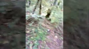 Грибы Зонтики на Бештау уже во всю растут.