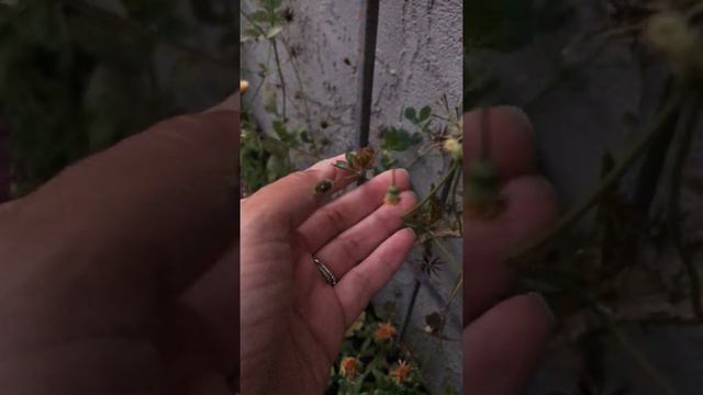 Bidens pilosa - beggerticks, Spanish needles, tickseed plant identification by kids for kids смотреть онлайн