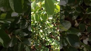 Роза Чьюделайт