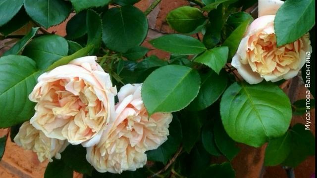 ❀ Плетистые розы: клаймберы и рамблеры и их главные отличия. Лучшие сорта клаймберов смотреть онлайн