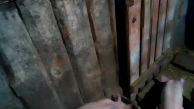 Активные хрюшки смотреть онлайн