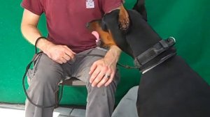 A5189856 Louie | Doberman Pinscher