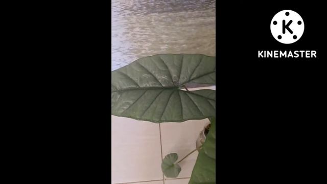 Алоказия Коразон.Купание.