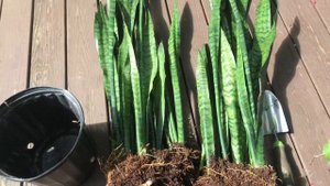 Размножение сансевиерии. Большие новые горшки, пересадка.