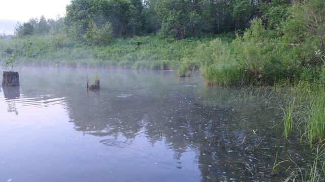 Лесной пруд, река Таловая, "Изора", Fujifilm X-T30 video test, нерест карпа и карася смотреть онлайн