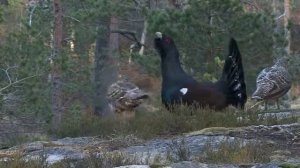 Глухари на току