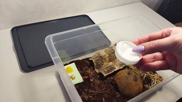 Экзотические домашние питомцы🪳 Мадагаскарские шипящие тараканы🪳 Разведение мадагаскарских тараканов