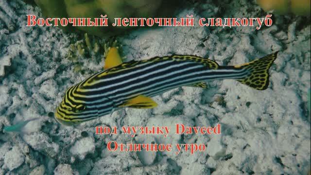 5. Восточный ленточный сладкогуб под музыку Daveed HD