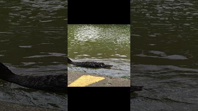 Лебеди в парке. Для позитива) смотреть онлайн