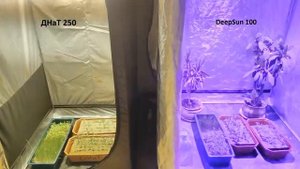 Правильное освещение для теплицы. LED светильник DeepSun и ДНаТ/ДНаЗ.