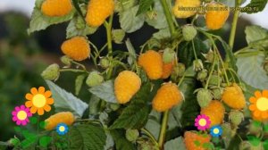 Малина обыкновенная Золотая осень. Краткий обзор, описание характеристик Zolotaia osen