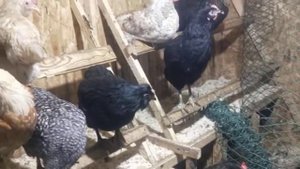 куры вывод циплят