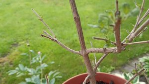 #лантана #зимовка #экзотическиерастения