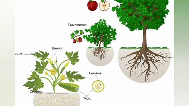 Рисунок "Растения" смотреть онлайн