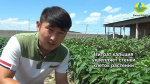 Преимущества применения удобрений моноаммонийфосфата, нитрата кальция, нитрата калия, сульфата кали