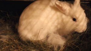 Декоративная крольчиха рожает крольчат