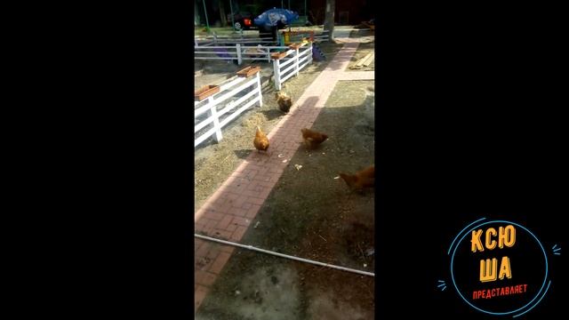 на даче, кормим курочек смотреть онлайн