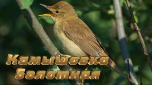 Камышовка болотная  Marsh warbler