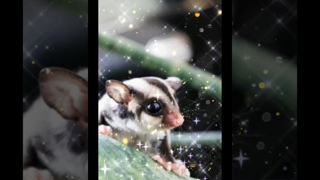 Эдит сумчатая летяга